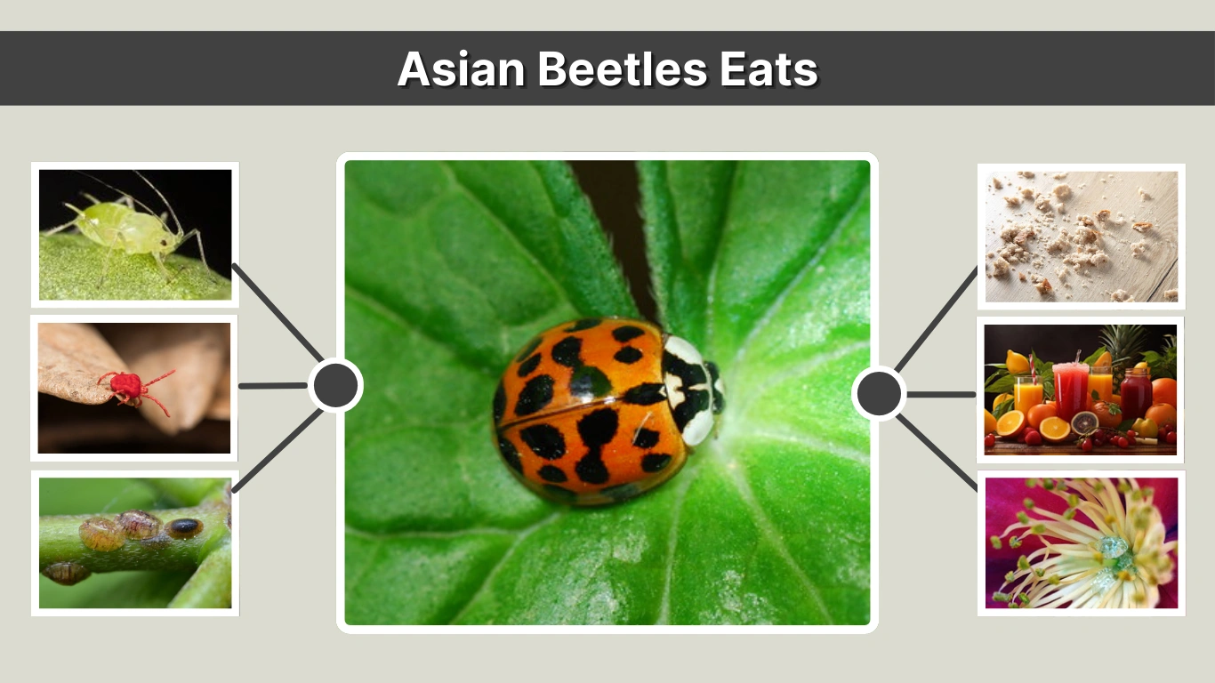 What Do Asian Beetles Eat A Complete Guide