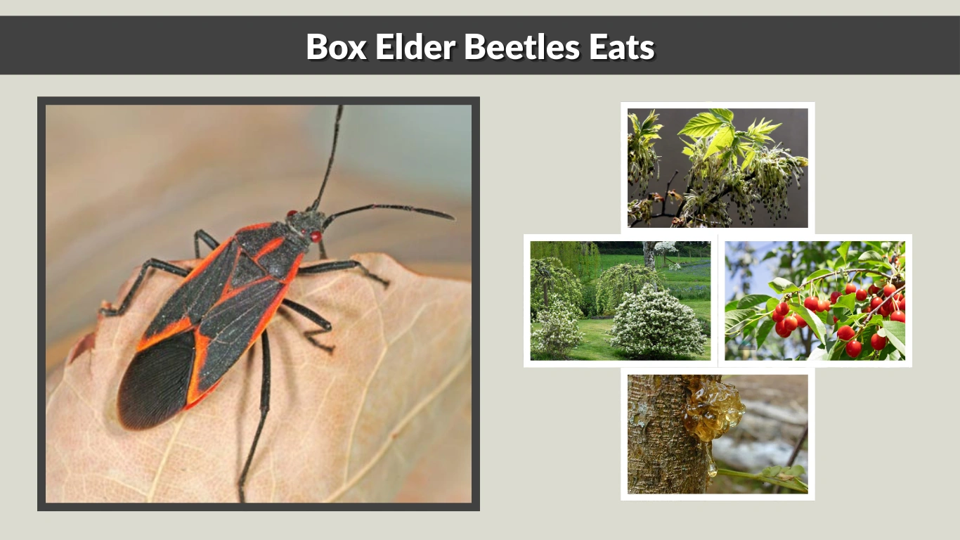 What Do Box Elder Beetles Eat 7 Common Foods They Love