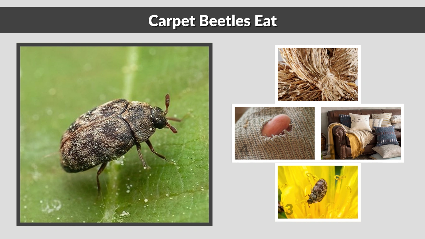 What Do Carpet Beetles Eat A Complete Guide