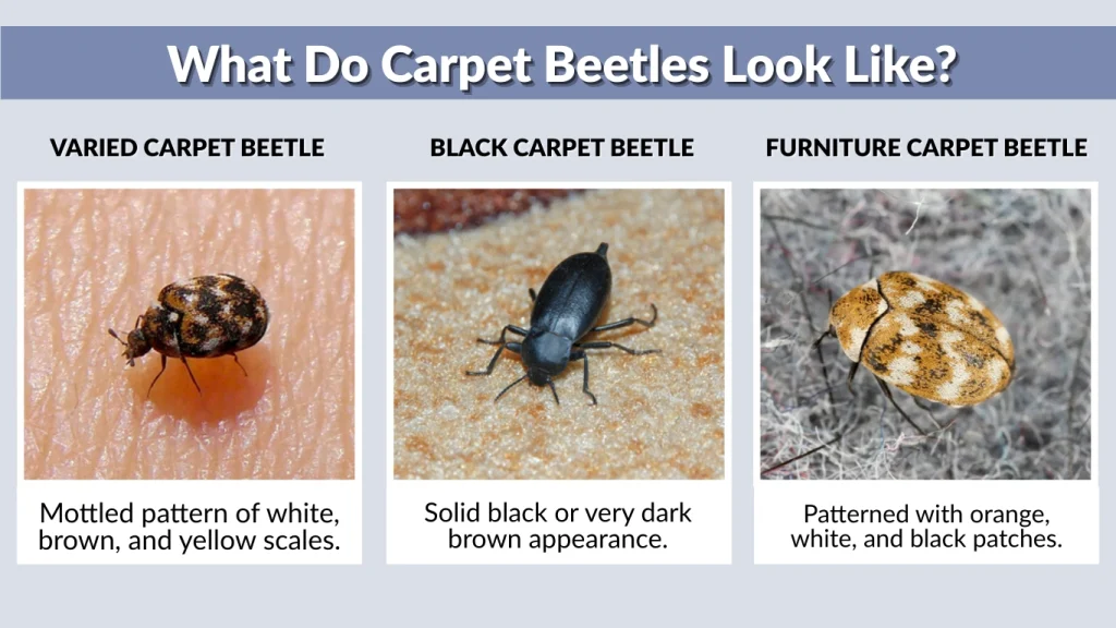 What Do Carpet Beetles Look Like
