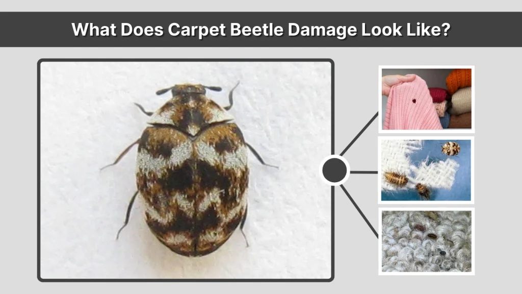 What Does Carpet Beetle Damage Look Like