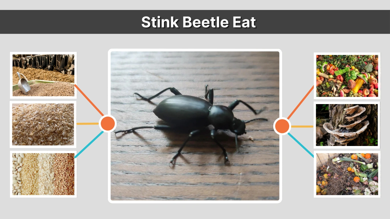 What Does a Stink Beetle Eat A Complete Guide