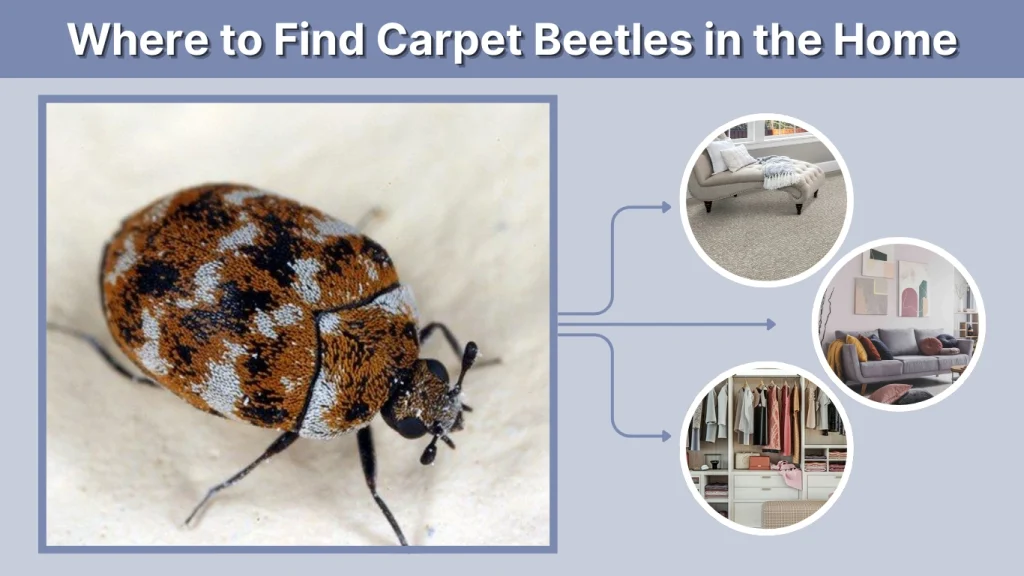 Where to Find Carpet Beetles in the Home