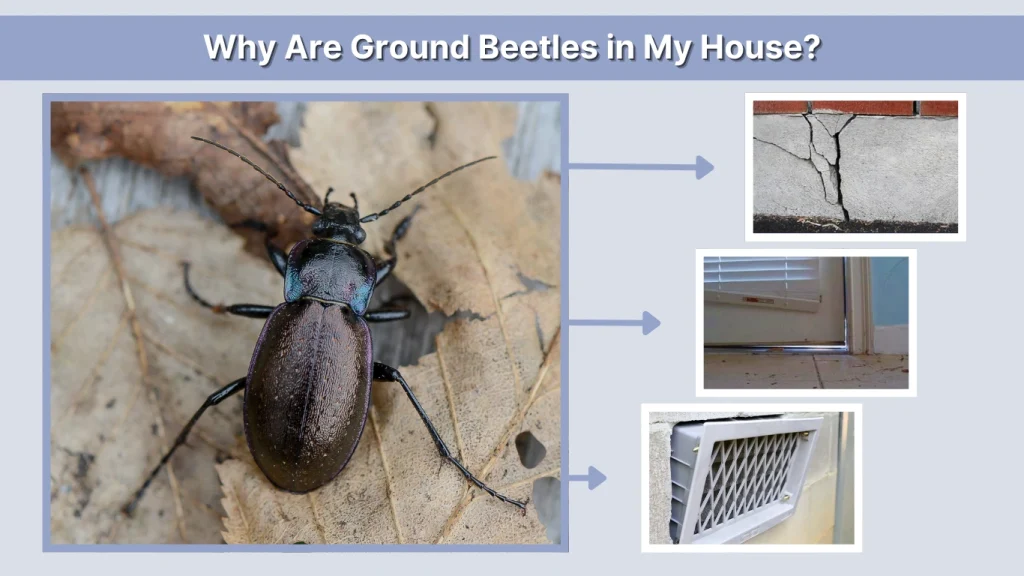 Why Are Ground Beetles in My House