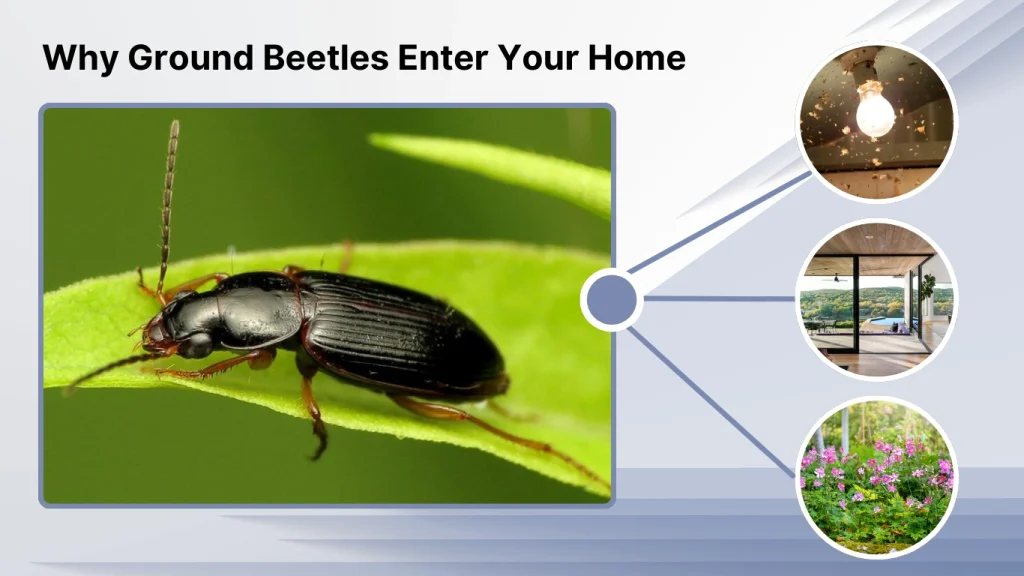 Why Ground Beetles Enter Your Home