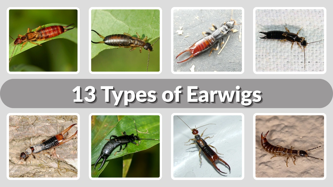 13 Types of Earwigs Identification, Habitat, and Behavior