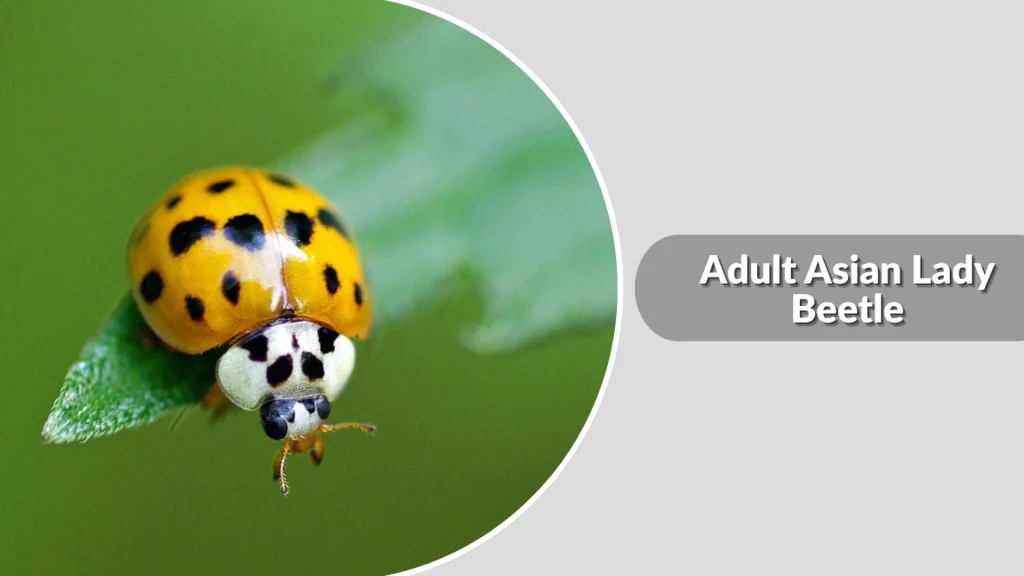 Adult Asian Lady Beetle