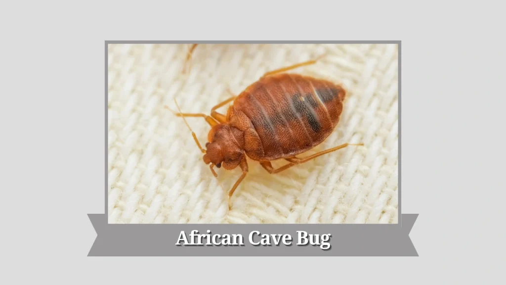 African Cave Bug