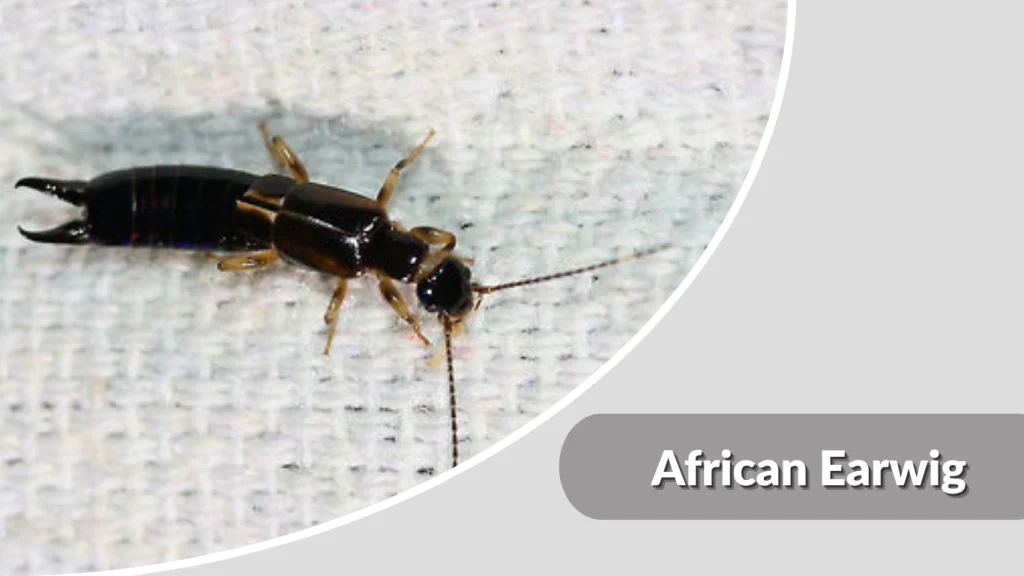 African Earwig