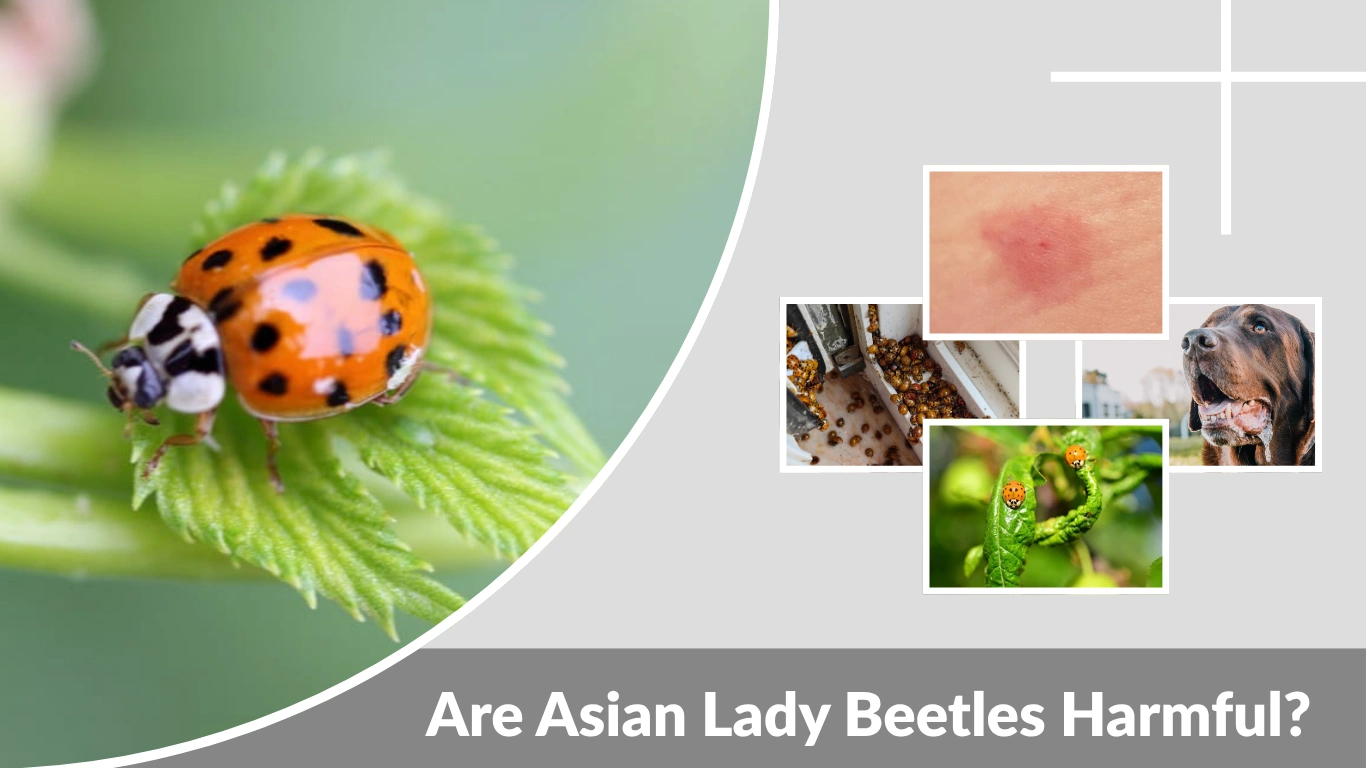 Are Asian Lady Beetles Harmful Risks to Humans, Pets, and Plants
