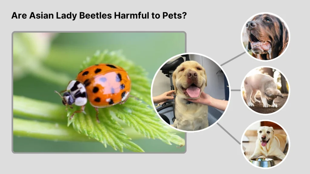 Are Asian Lady Beetles Harmful to Pets