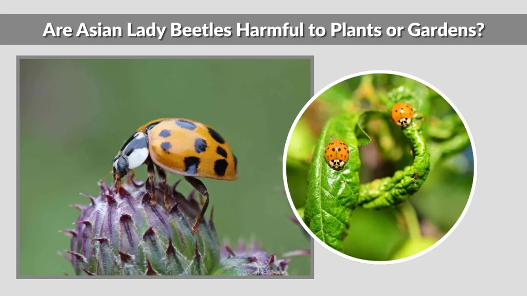 Are Asian Lady Beetles Harmful to Plants or Gardens