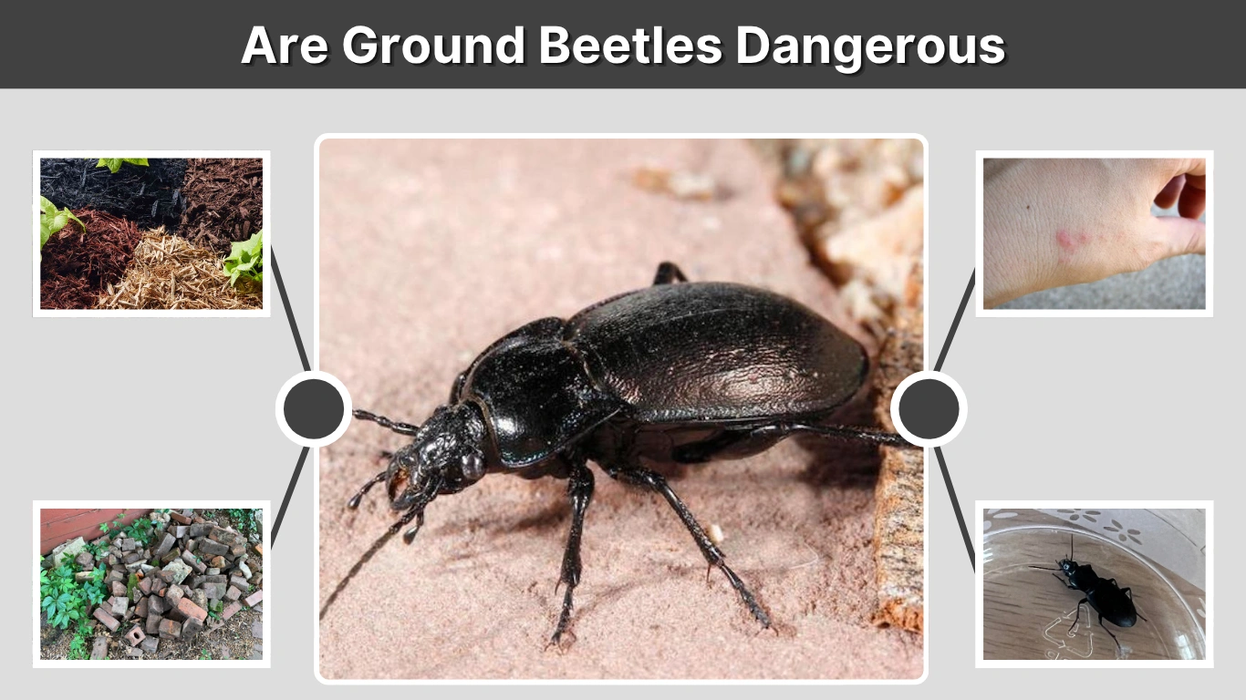 Are Ground Beetles Dangerous Everything You Need to Know
