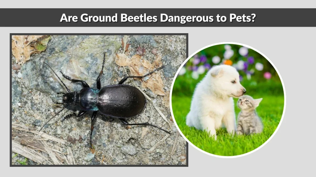 Are Ground Beetles Dangerous to Pets