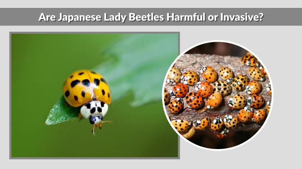 Are Japanese Lady Beetles Harmful or Invasive