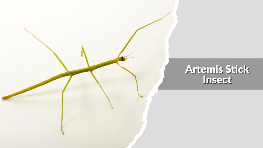 Artemis Stick Insect