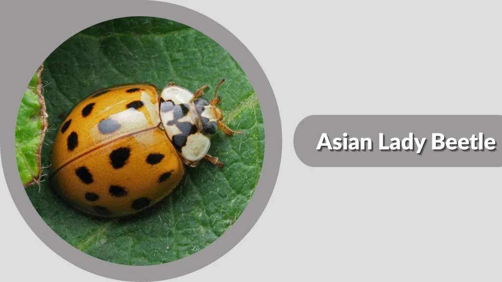 Asian Lady Beetle