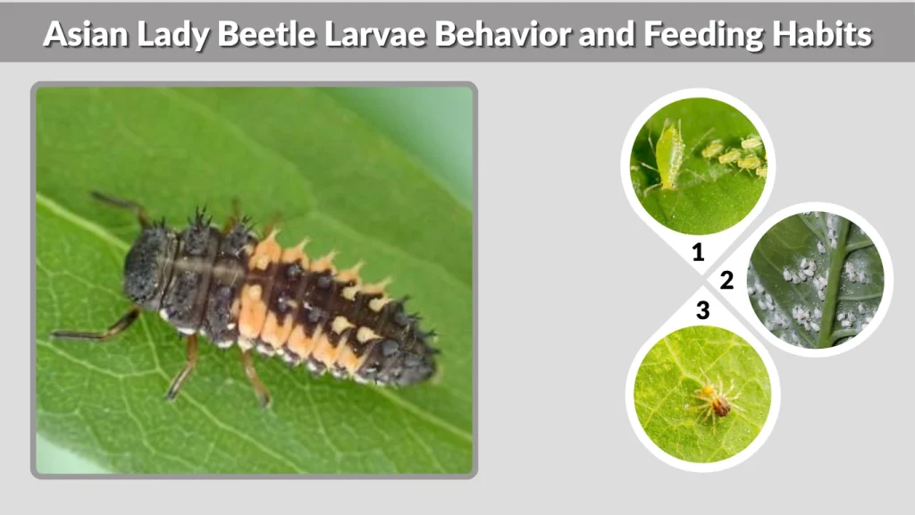 Asian Lady Beetle Larvae Behavior and Feeding Habits