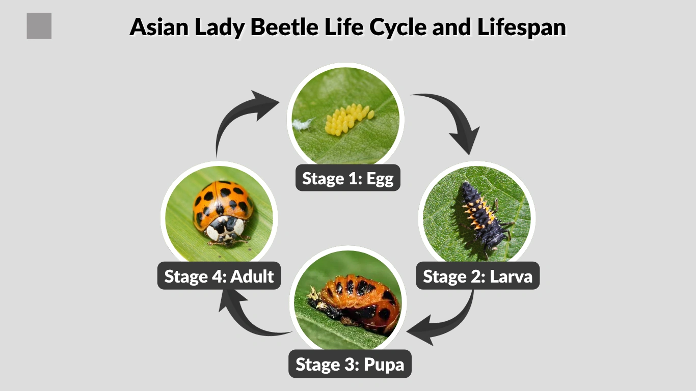 Asian Lady Beetle Life Cycle and Lifespan From Egg to Adult