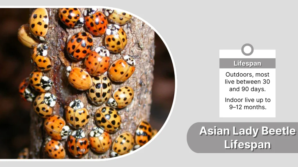 Asian Lady Beetle Lifespan