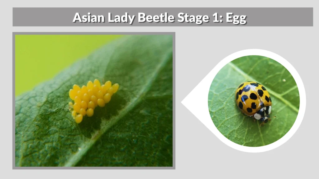 Asian Lady Beetle Stage 1 Egg