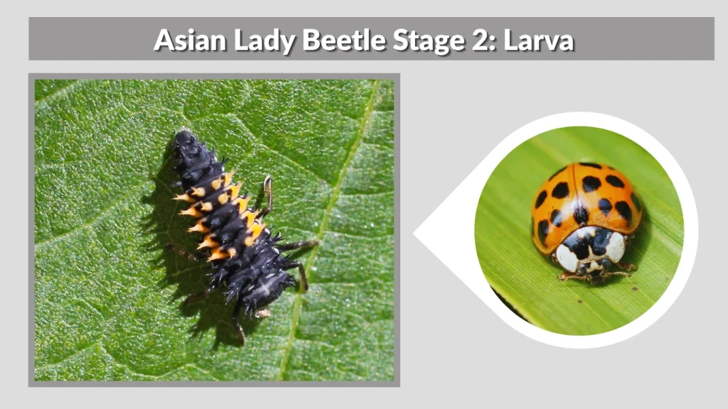 Asian Lady Beetle Stage 2 Larva