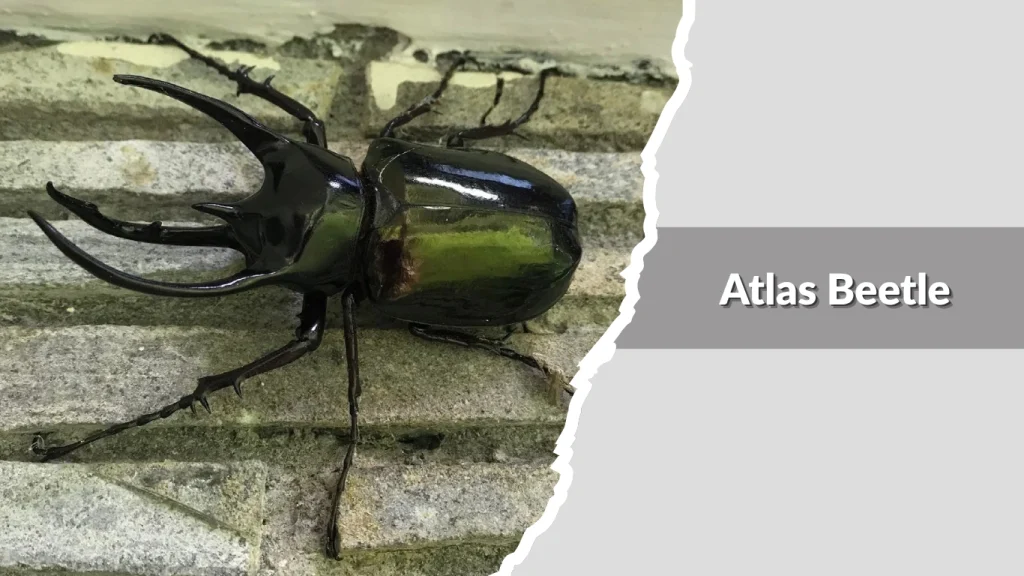 Atlas Beetle