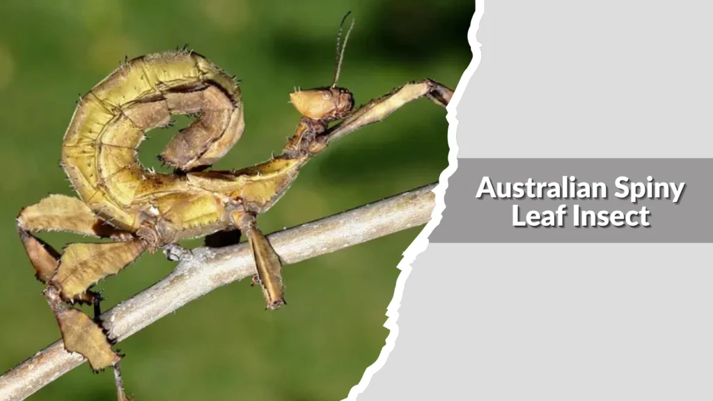 Australian Spiny Leaf Insect