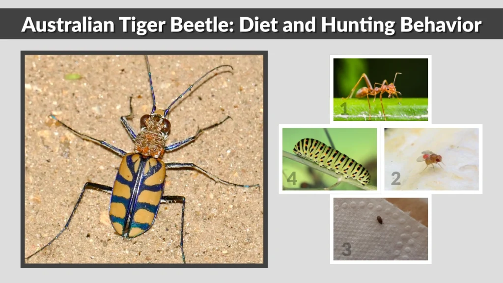 Australian Tiger Beetle Diet and Hunting Behavior