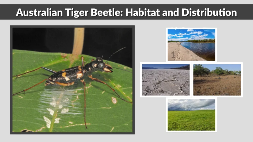 Australian Tiger Beetle Habitat and Distribution