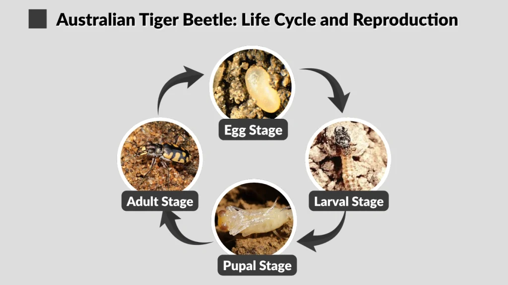 Australian Tiger Beetle Life Cycle and Reproduction