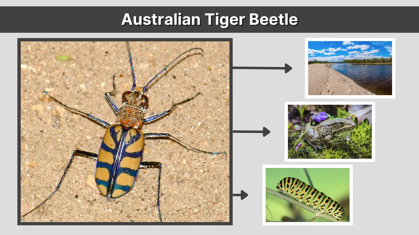 Australian Tiger Beetle Speed, Size, Habitat, Facts, and More