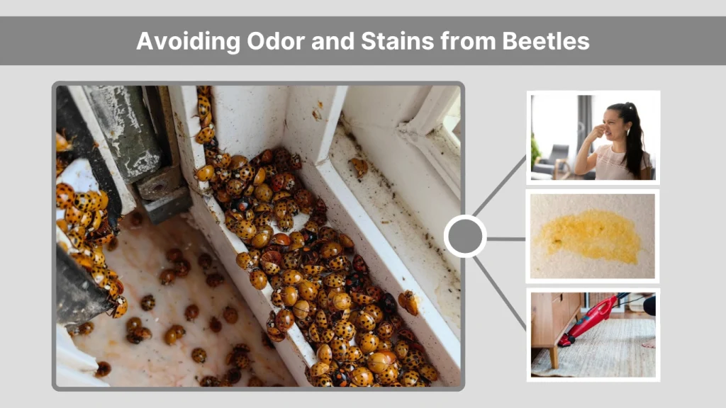 Avoiding Odor and Stains from Beetles