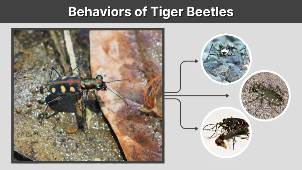 Behaviors of Tiger Beetles