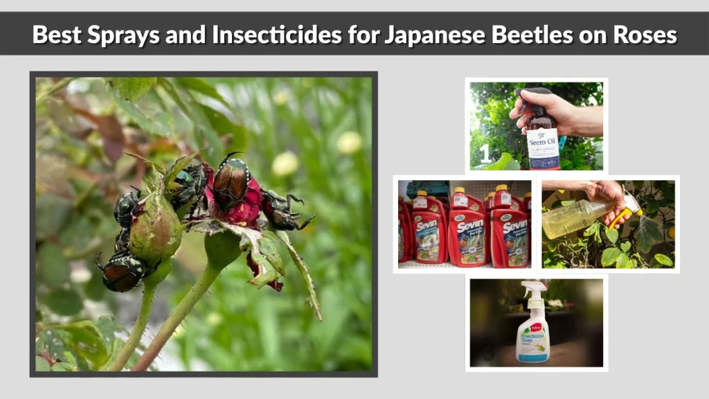 Best Sprays and Insecticides for Japanese Beetles on Roses