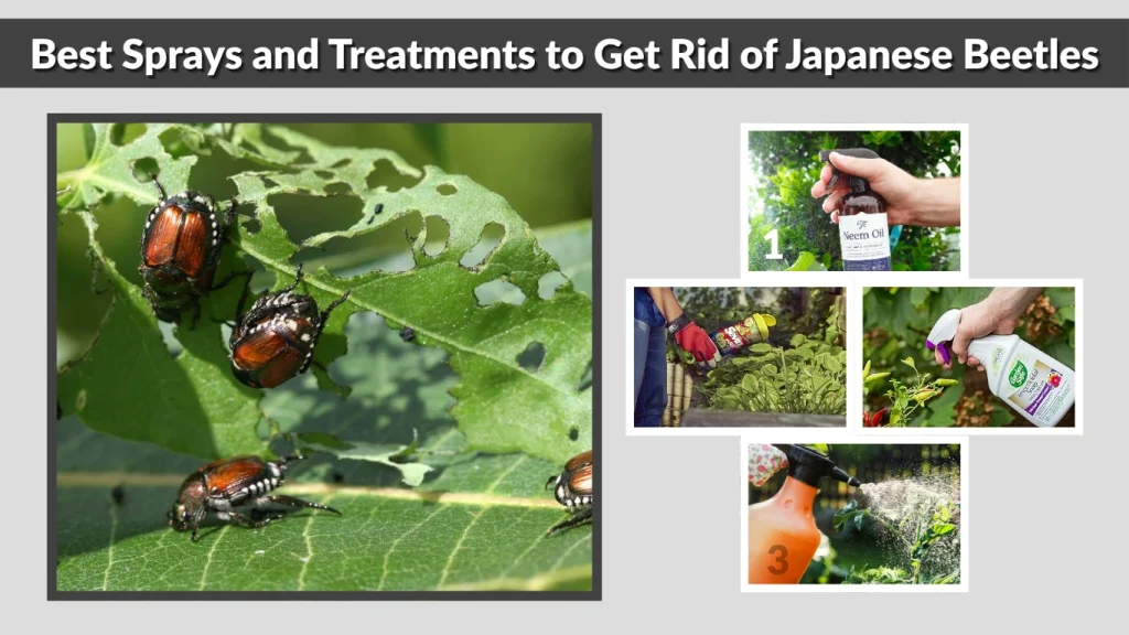 Best Sprays and Treatments to Get Rid of Japanese Beetles