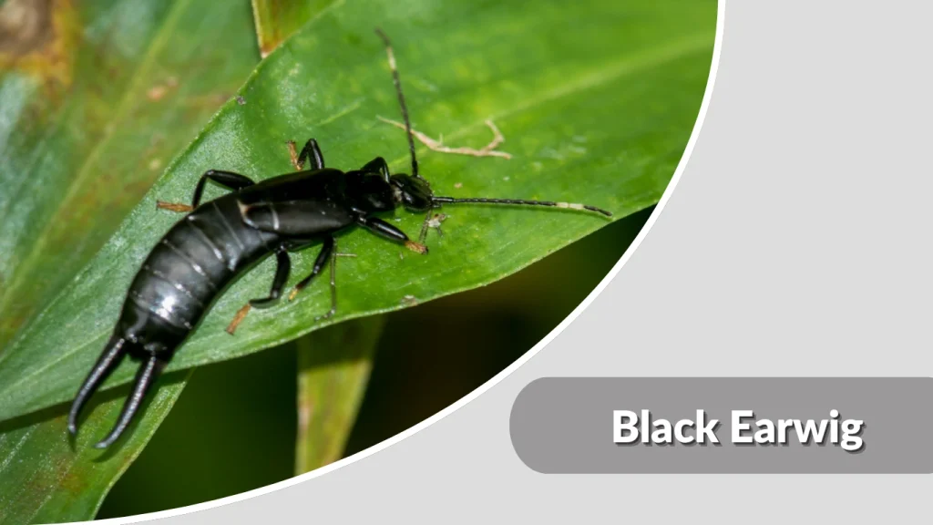 Black Earwig