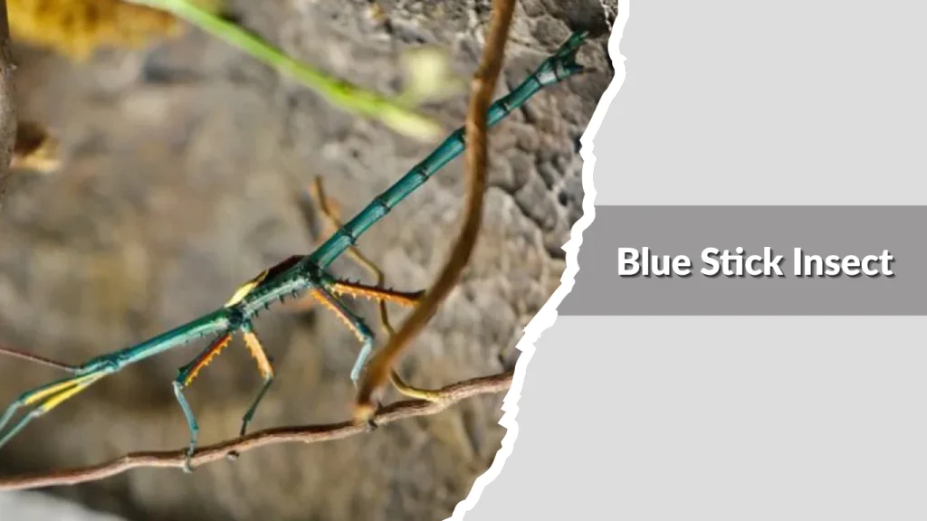 Blue Stick Insect