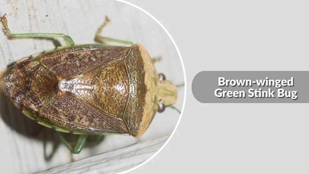 Brown-winged Green Stink Bug