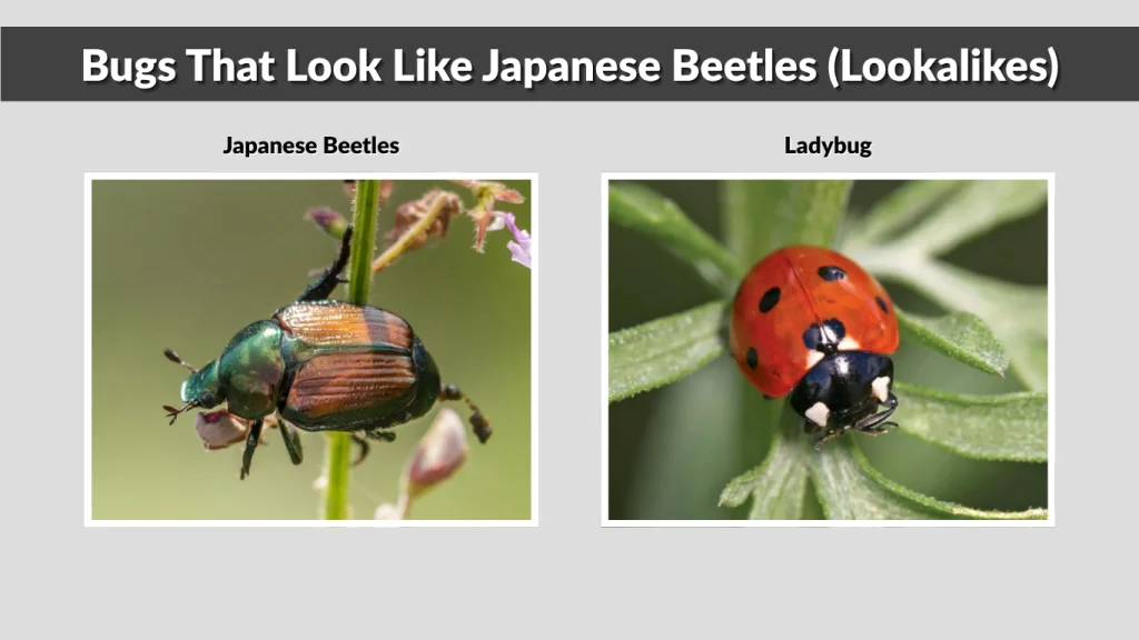 Bugs That Look Like Japanese Beetles (Lookalikes)