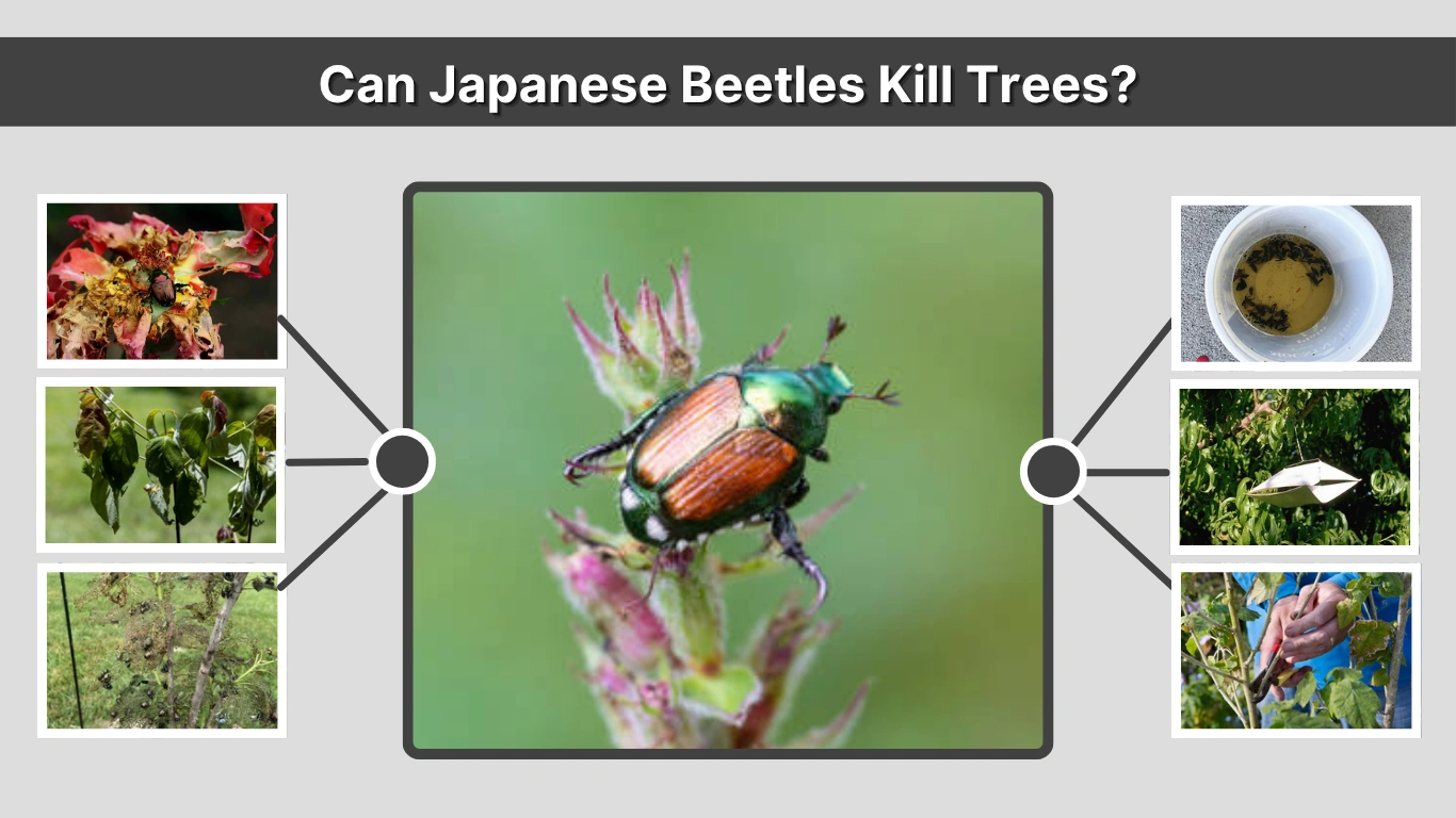 Can Japanese Beetles Kill Trees Damage, Prevention & Treatment Guide