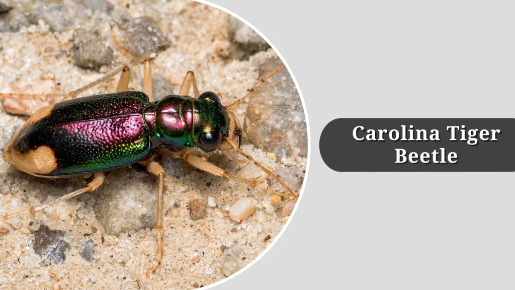 Carolina Tiger Beetle