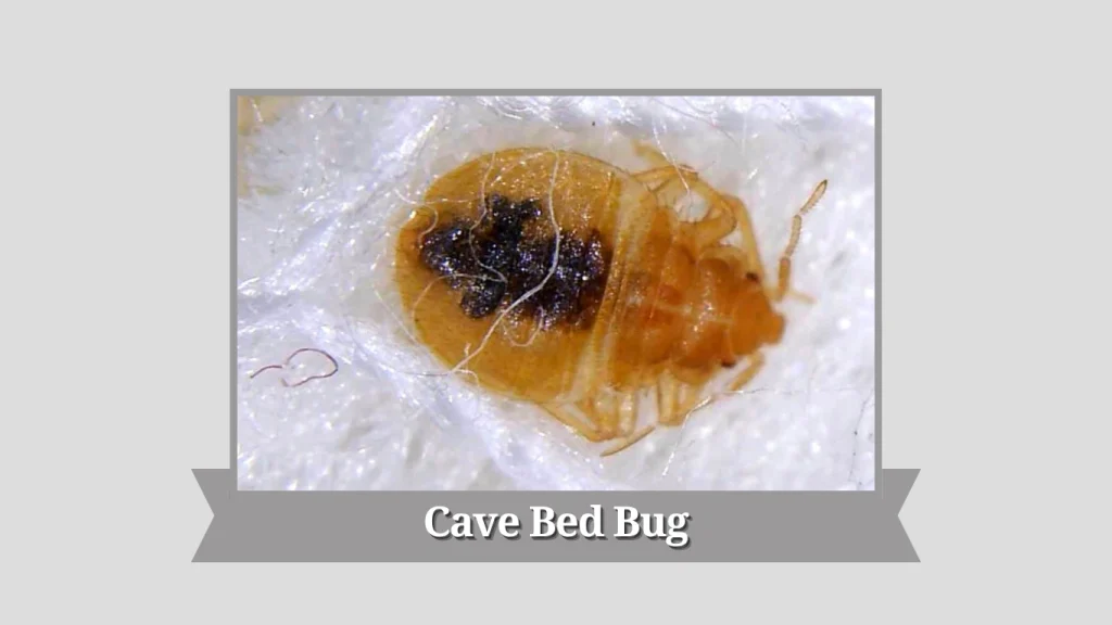 Cave Bed Bug