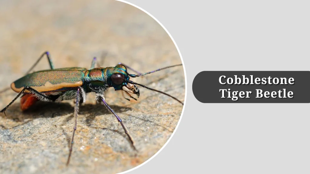 Cobblestone Tiger Beetle
