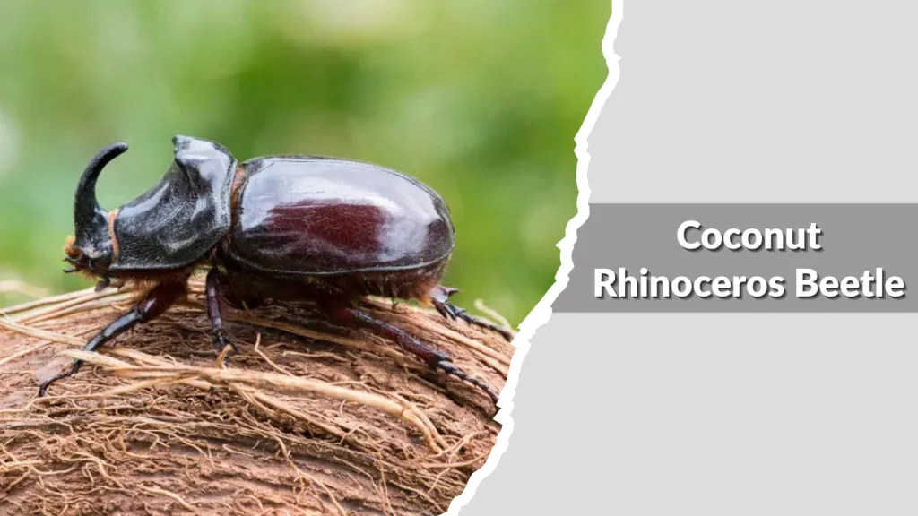 Coconut Rhinoceros Beetle