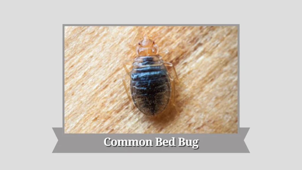 Common Bed Bug