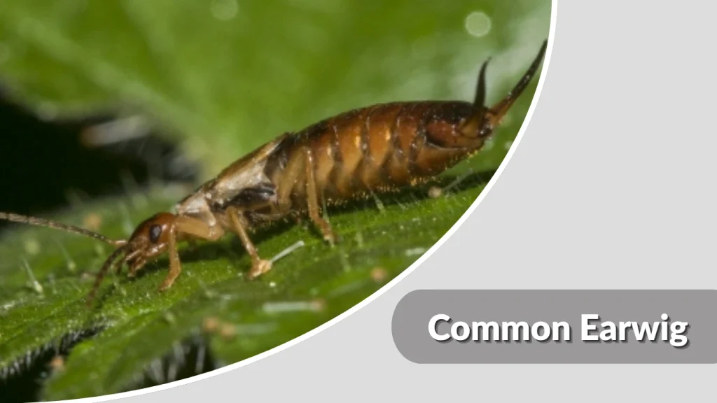 Common Earwig