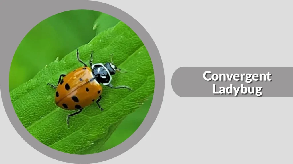 Convergent Ladybug
