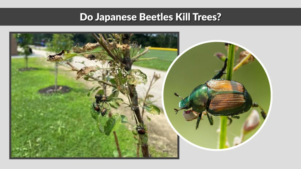 Do Japanese Beetles Kill Trees