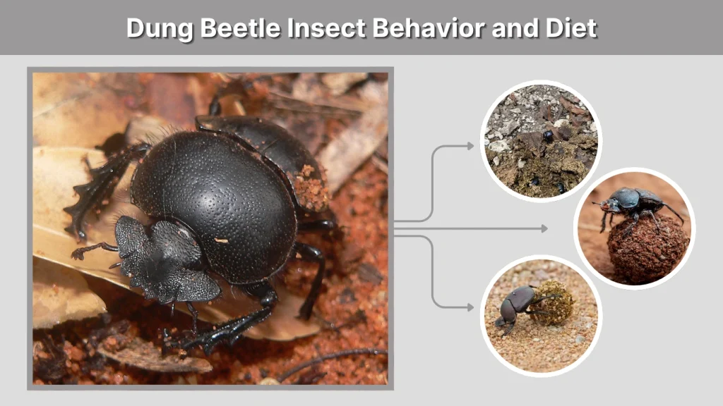 Dung Beetle Insect Behavior and Diet